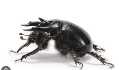 X78dlrcoyk46lw3z4ae24paz322b - Eugenol