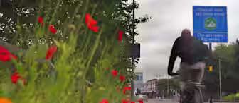 A cyclist rides on a path next to a road lined with bright red poppies. A sign ahead reads "Clean air zone 140 yards ahead. Charges apply. Pay online." Trees and buildings are visible in the background on a cloudy day.