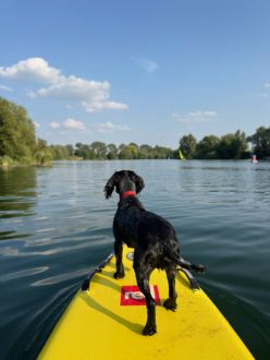 Rear view of Black dog on yellow Paddleboard, looking out over Stanborough Lake