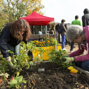 Community garden 287