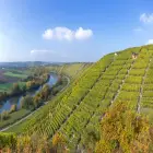 Rows of Grape Vines on a Hillside in Neckar Valley