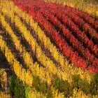 Rows of Colorful Grapevines on a Hillside