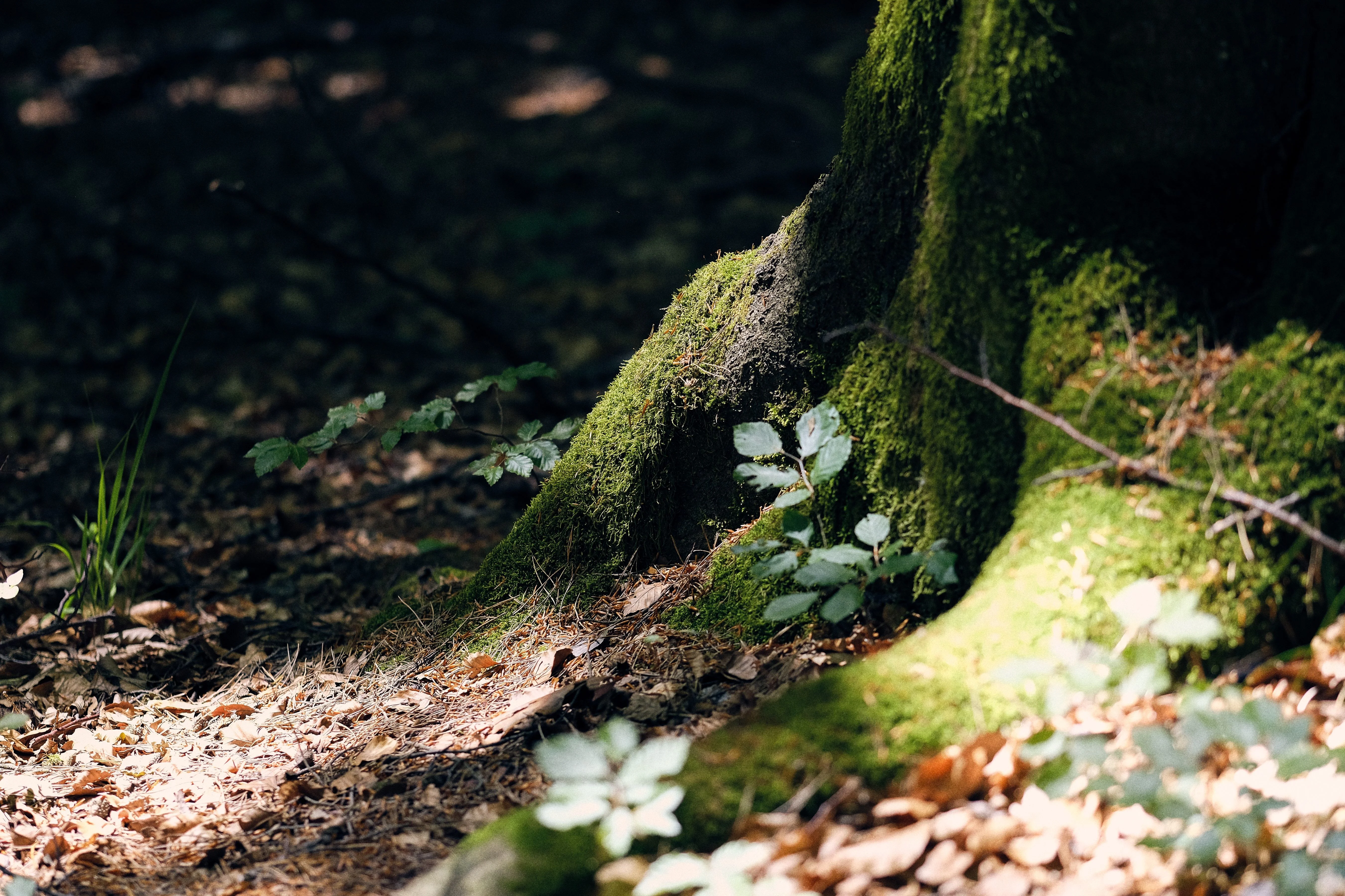 Tree Trunk Base in a Forest with Leaves