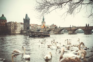 Swans Swimming in the Vltava River in View of the Charles Bridge in Prague