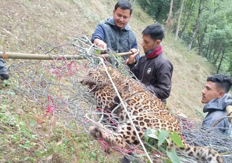 अर्घाखाँचीमा पासोमा परेर चितुवा मर्‍याे