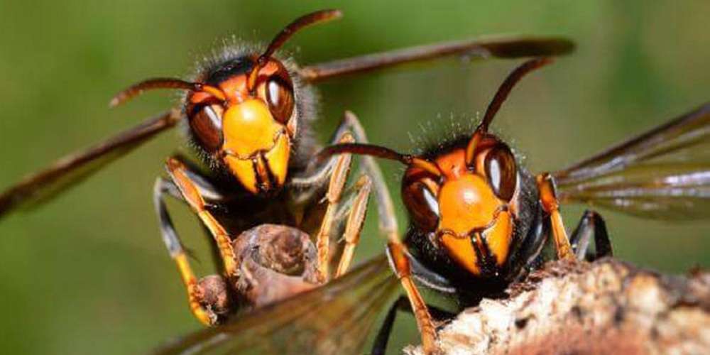 अरिङ्गालले चिलेर दैलेखको खरिगैरामा तीन जना महिला बिरामी