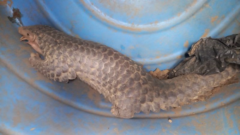 सर्लाहीमा दुर्लभ जनावर सालक फेला पर्‍याे