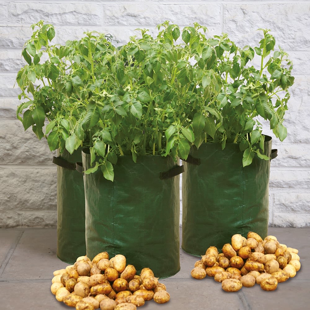 potato patio planters haxnicks