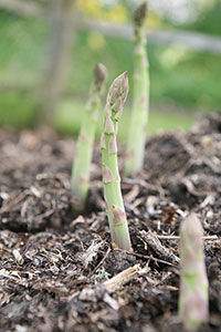 growing asparagus