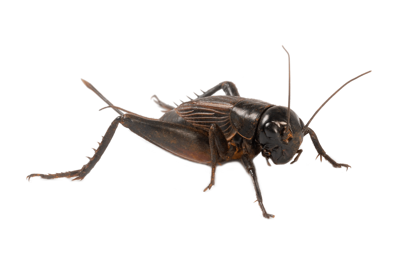 Picture of a horrible, enormous cricket