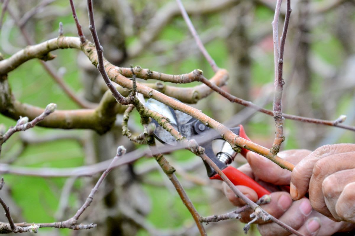 Mit einem gezielten Rückschnitt im Frühjahr lichtest du die Baumkrone aus. Entferne dafür alle krummen Zweige oder alte, vermooste Äste. 