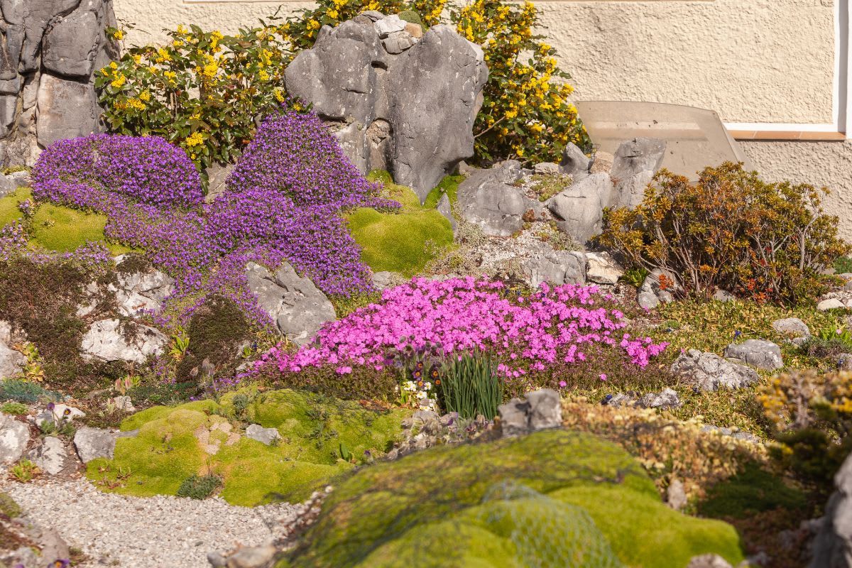 Ein lebhafter alpiner Steingarten mit einer Vielfalt an Blütenpflanzen und Moosen, eingebettet zwischen Felsen.