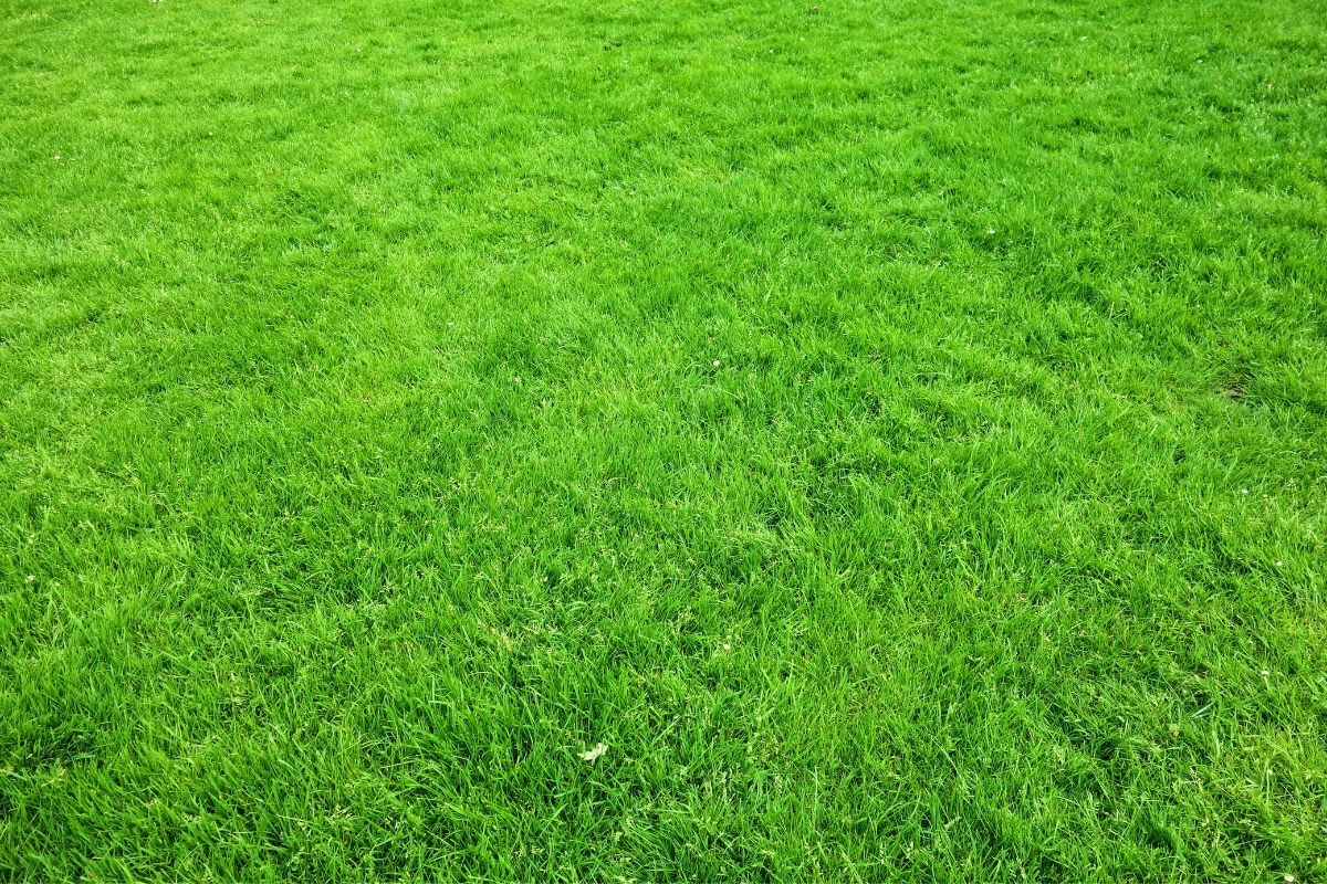 Dichter, gepflegter grüner Rasen als Hintergrund, der eine einheitliche Grasfläche zeigt.