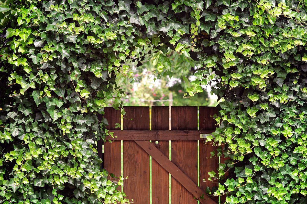 Eingewachsenes Gartentor aus dunklem Holz, komplett umgeben von lebhaft grünen Efeublättern, symbolisiert eine natürliche Integration in deinen Garten.