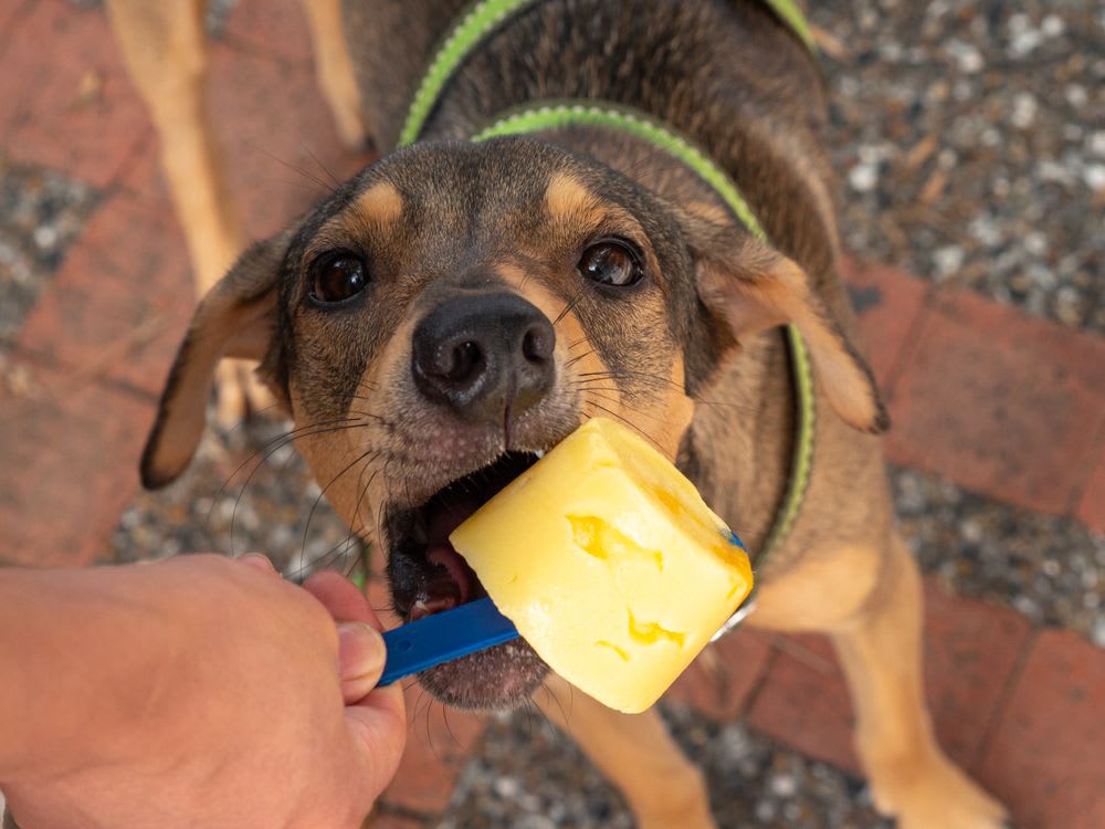 Hundeeis selber machen: DIY Eis für den Hund