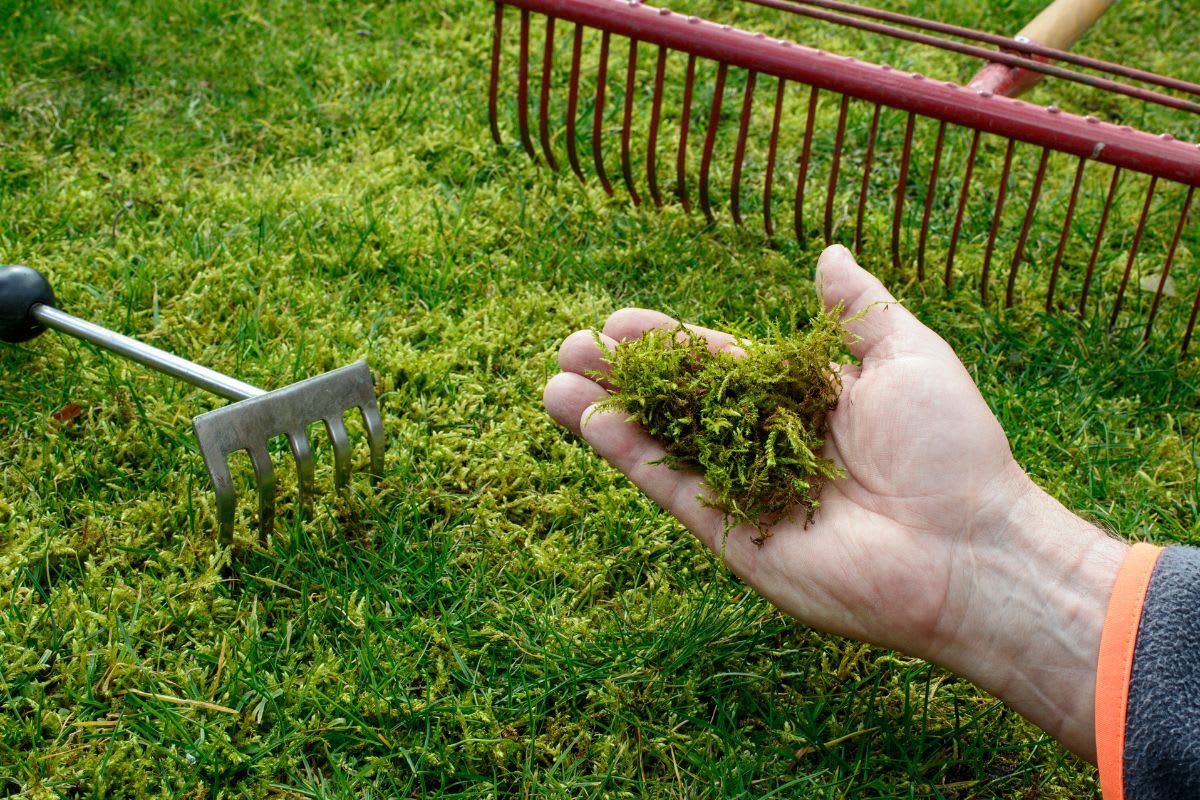 Moos im Rasen bekämpfen: Hilfreiche Tipps und Methoden zum Entfernen und Vorbeugen