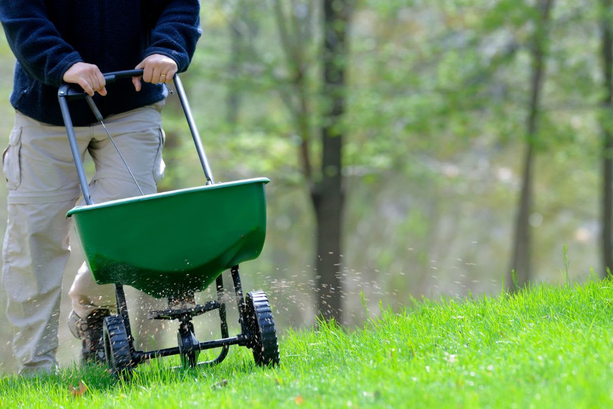 Eine Person verwendet einen grünen Düngerstreuer im Garten, um organischen Rasendünger auszubringen und einen gesunden, moosfreien Rasen zu schaffen.