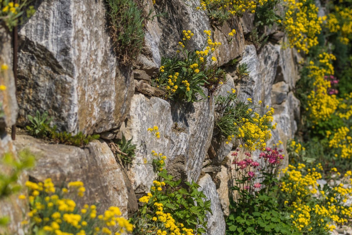 Farbenfroher Steingarten am Hang mit gelben und rosa Blumen, der zeigt, wie man steile Gartenbereiche kreativ gestalten kann.