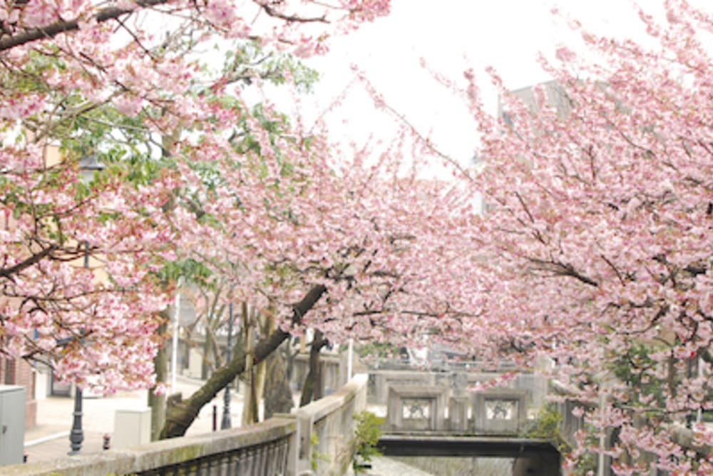 Peak Bloom: A Different Cherry Blossom Experience - Old Town Home