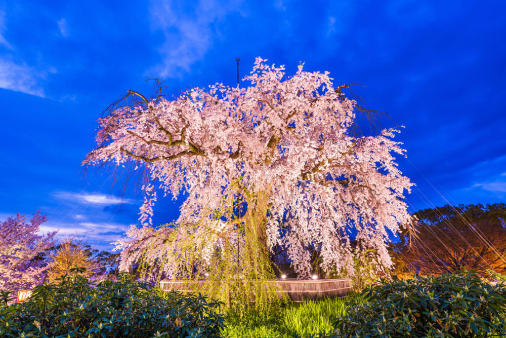 Visiting Park With the Most Cherry Blossoms, Worth It + Photos