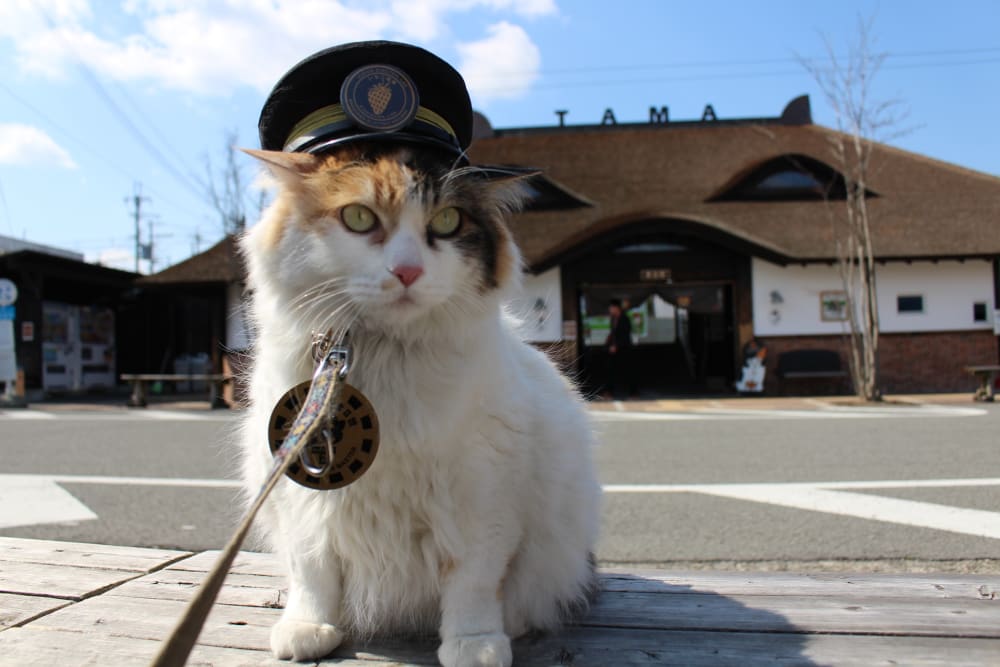 【ギフト】 The Cat Stationmaster of Kishi Station その他