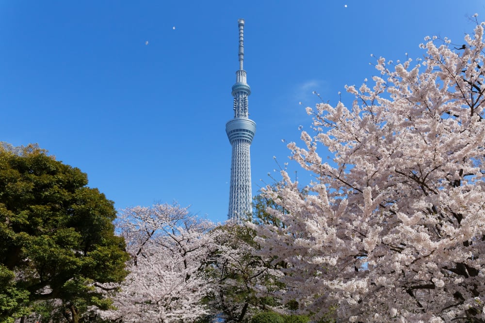 Sumida Park | Travel Japan - Japan National Tourism Organization (Official Site)