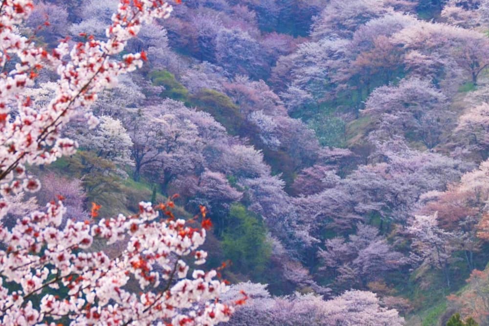 Il Sentiero Di Sakura Yoshino Nara E Kyoto Viaggi In Giappone Jnto