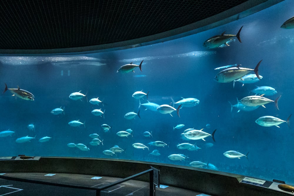 Aquariums for life sales