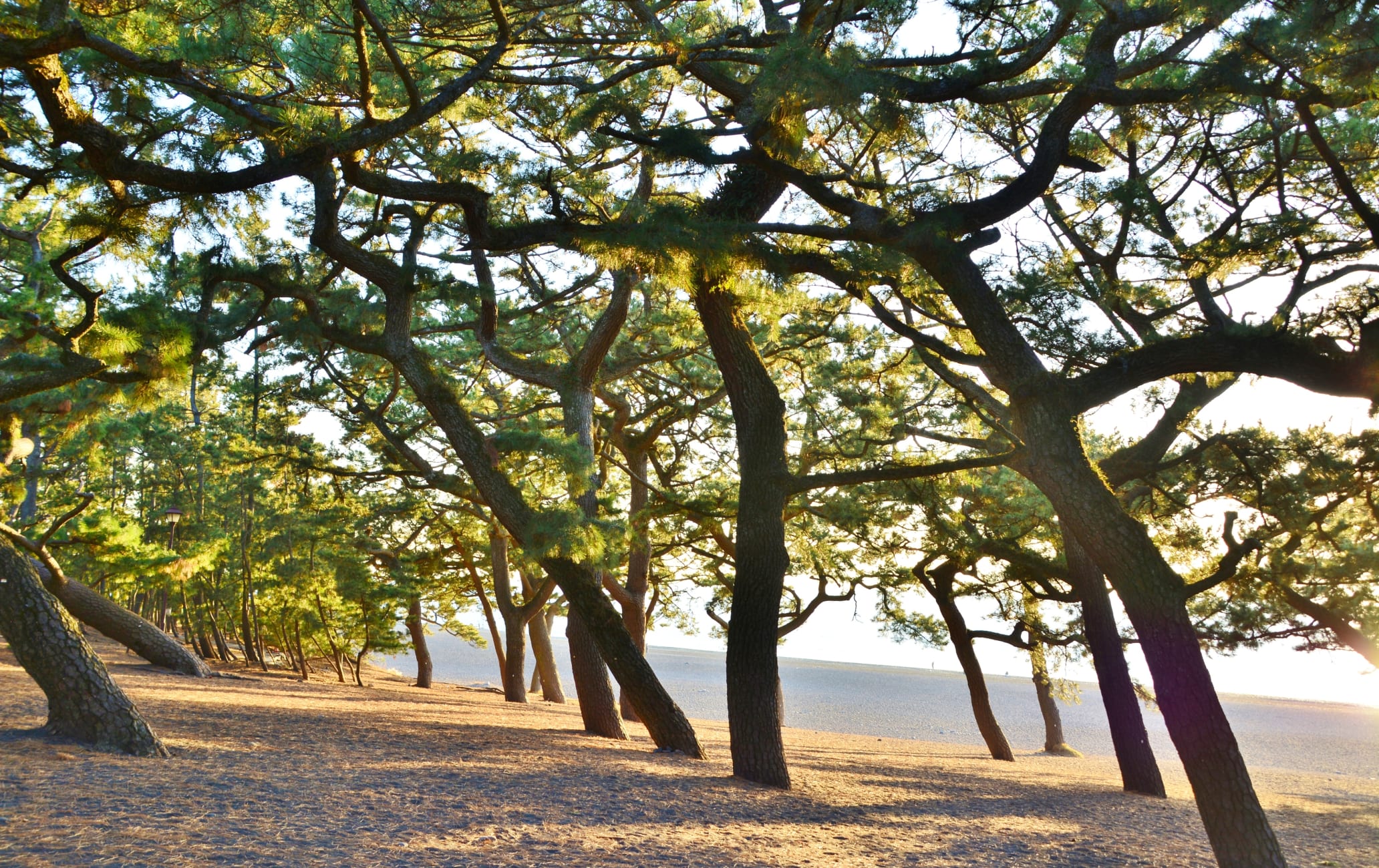 Miho-no-Matsubara Pine Grove