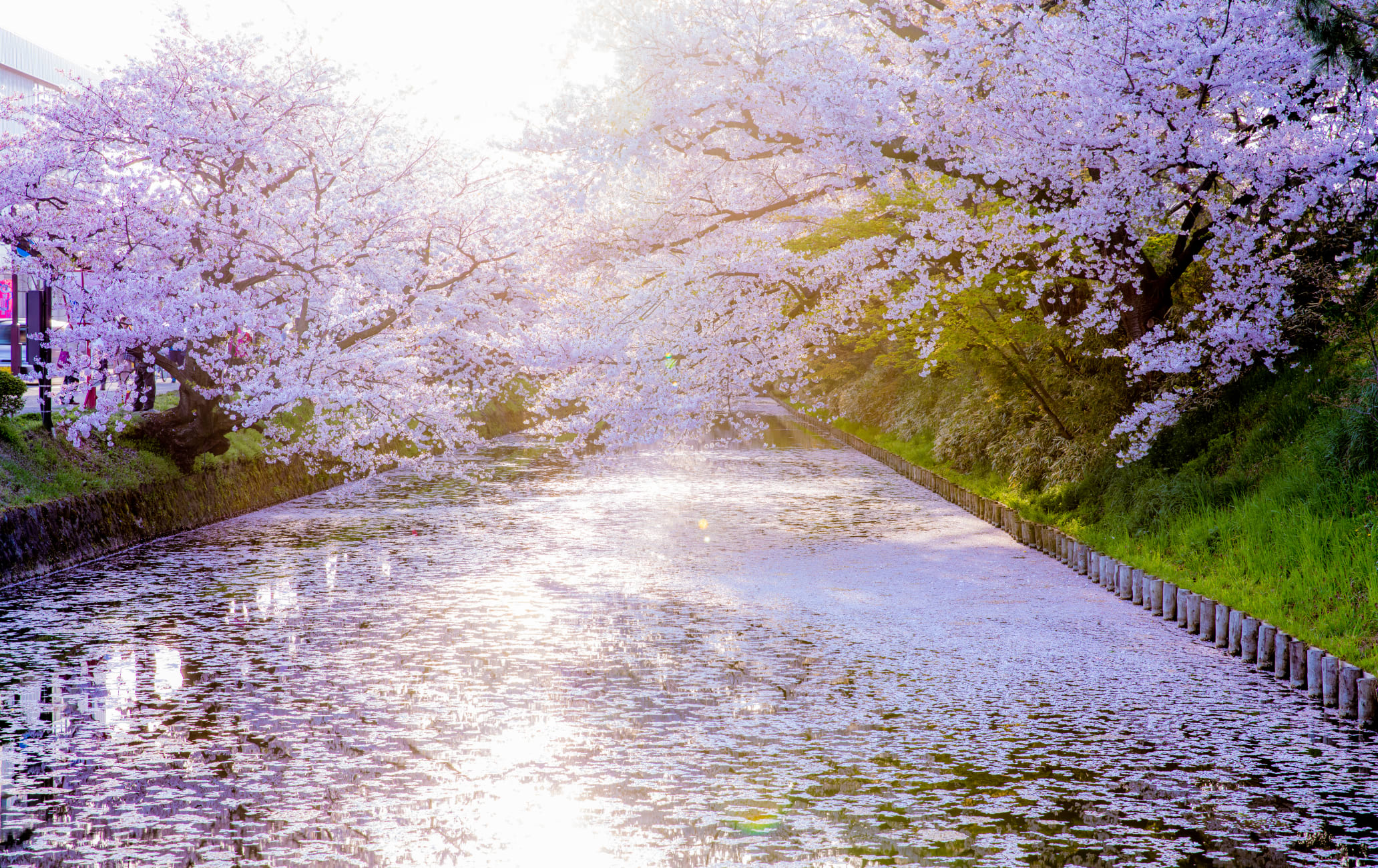 Hirosaki Park Cherry Blossom-SPR