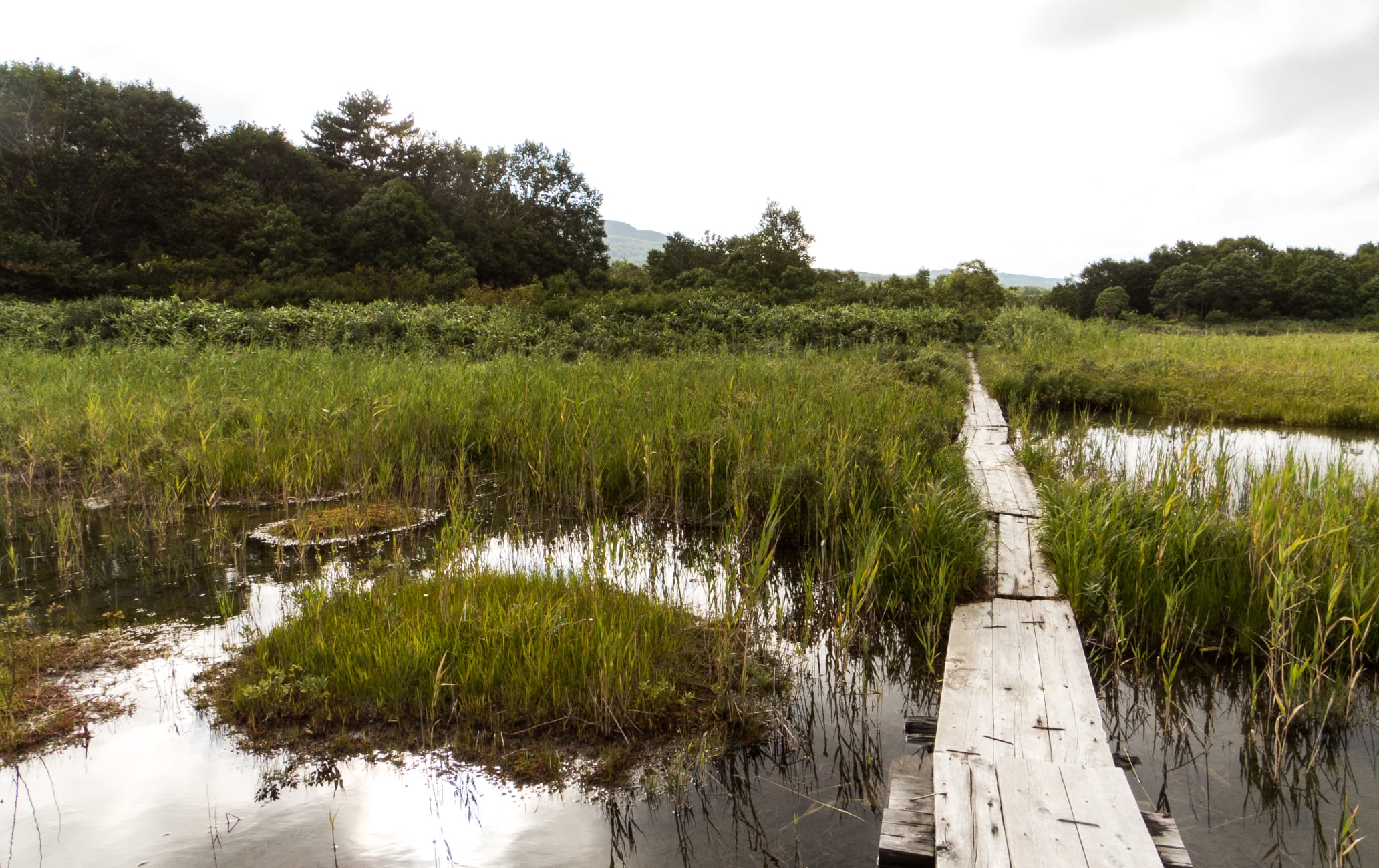 Tashirotai Marshland