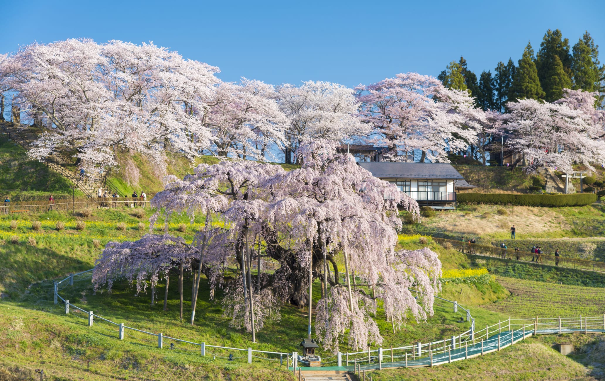 iwaki area