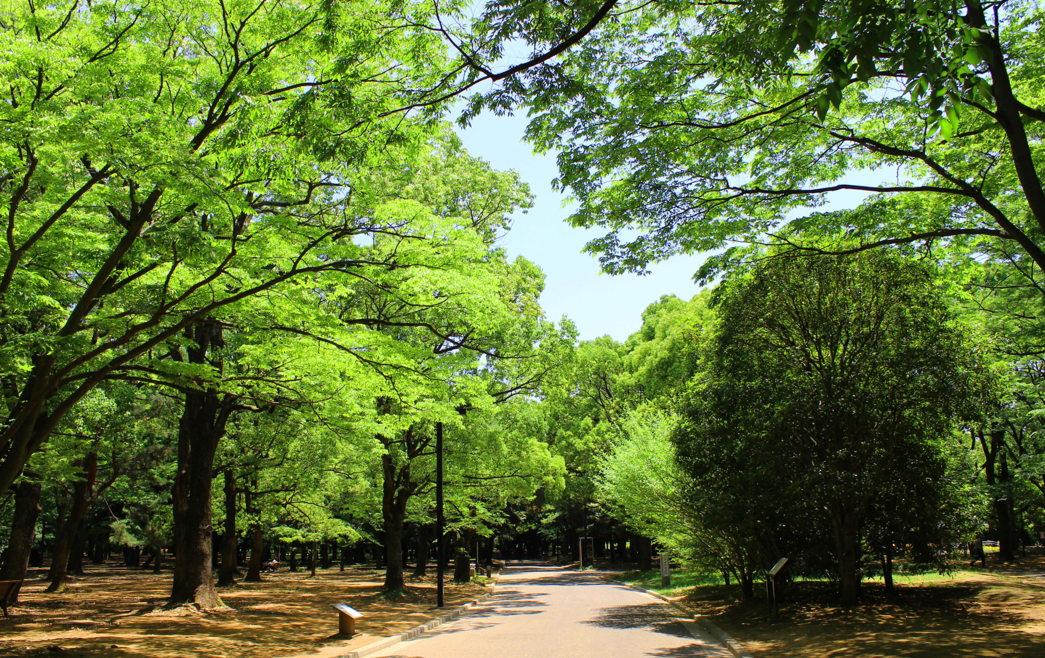 Yoyogi Park