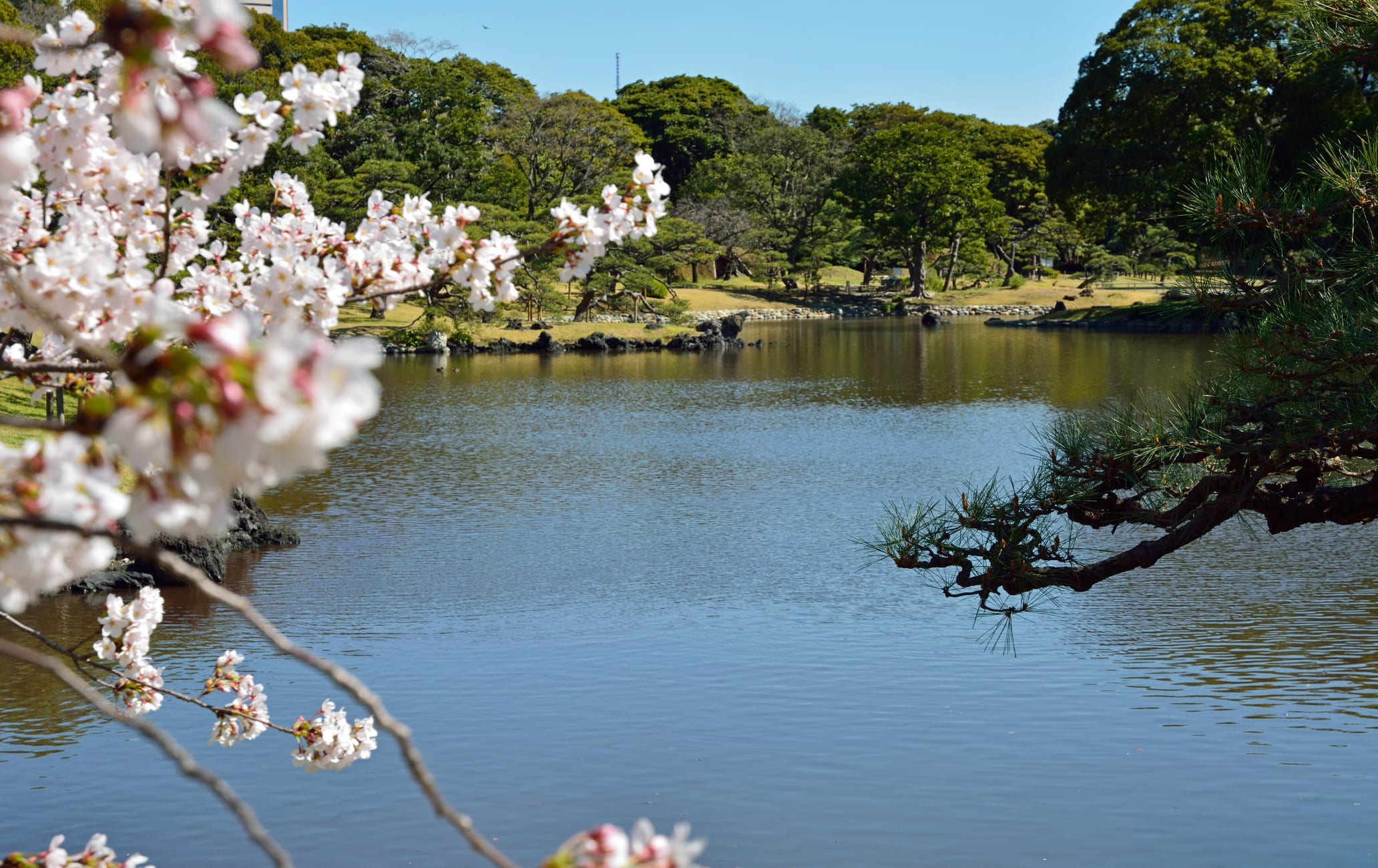 Sakura of Hama-Rikyu Onshi Teien-SPR