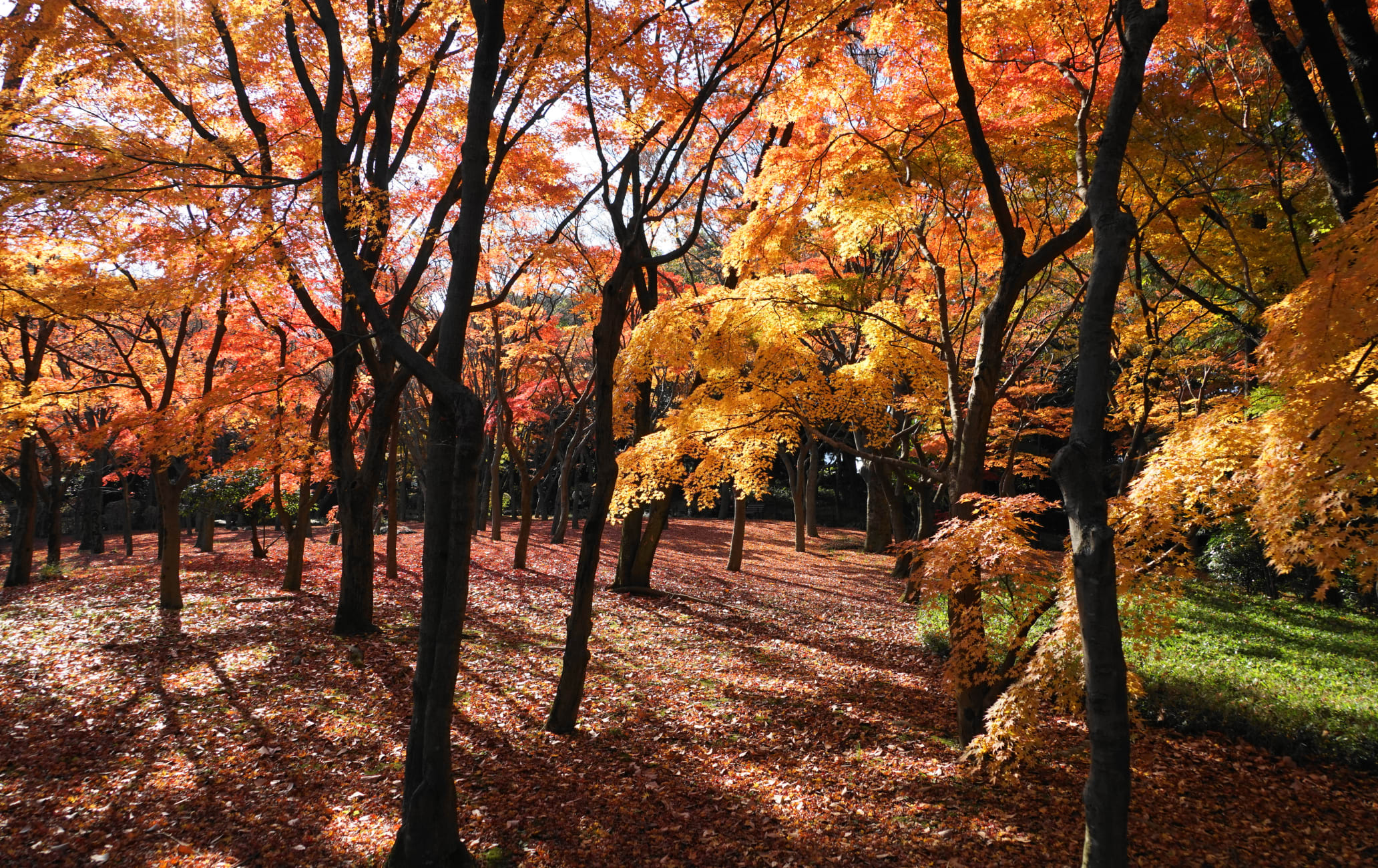 kitanomaru park