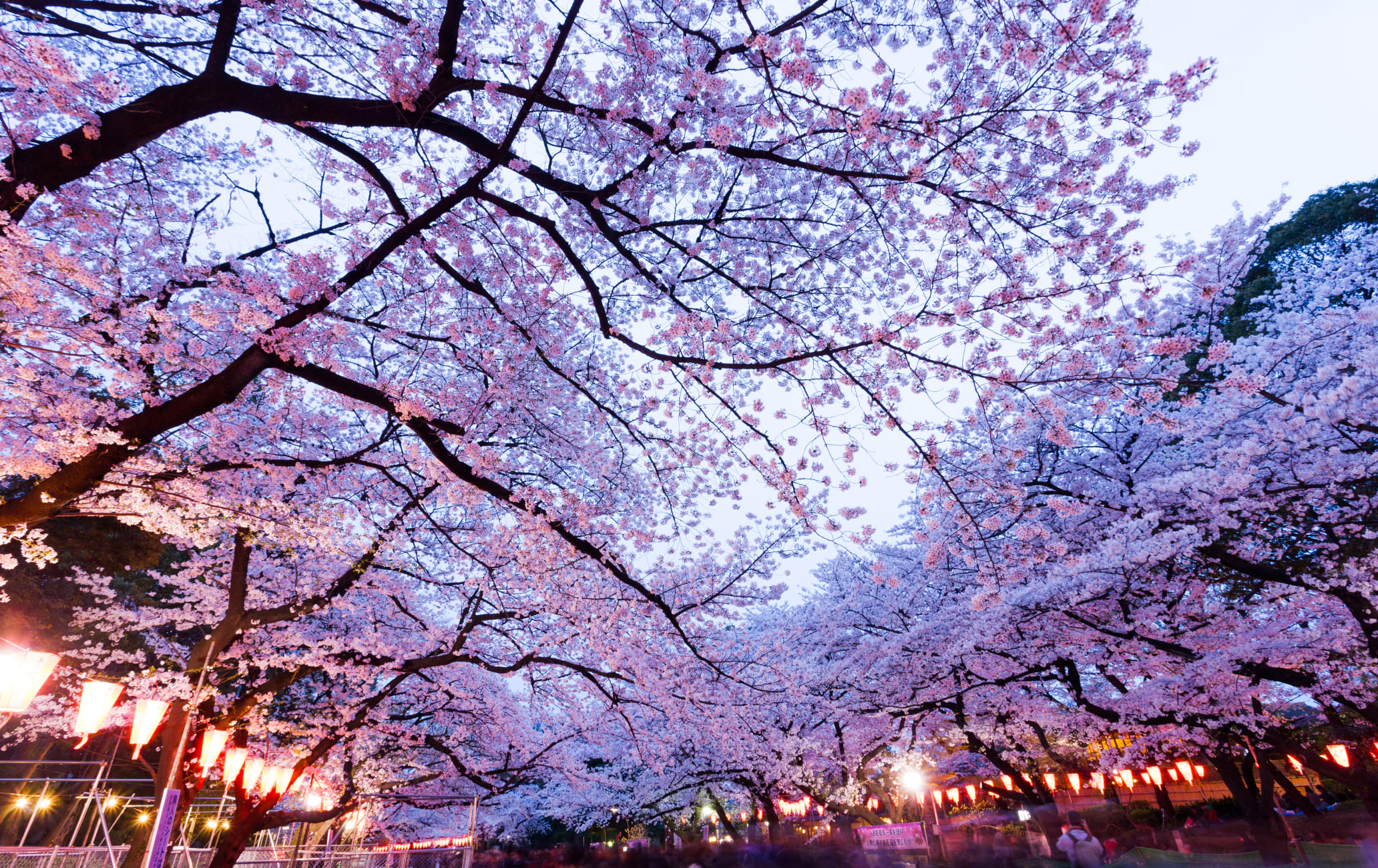 Ueno Cherry Blossom Festival Travel Japan Japan National Tourism