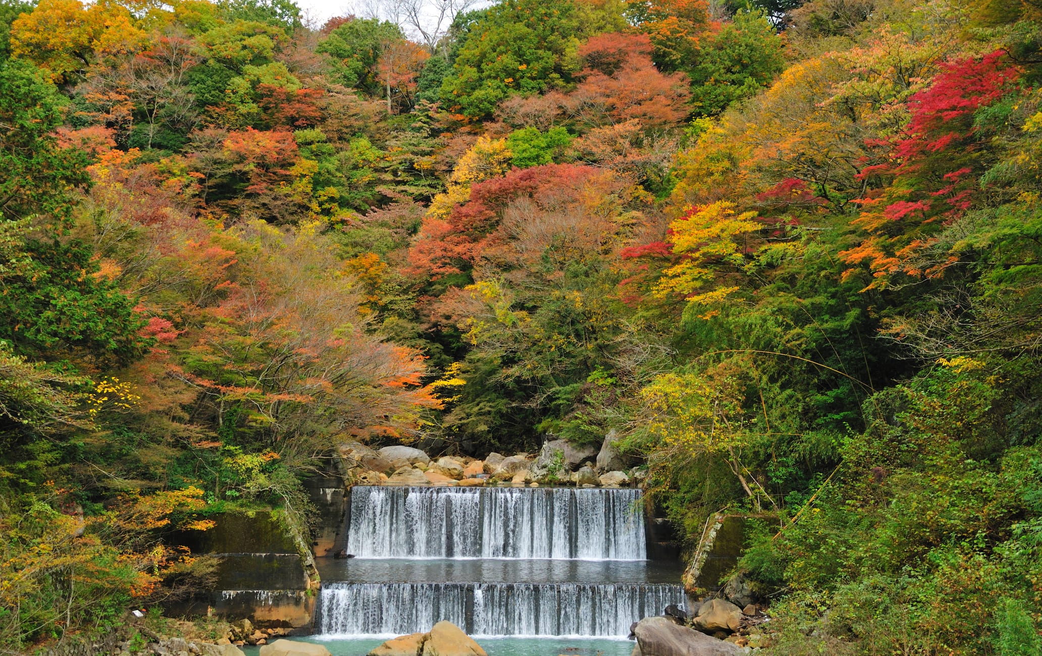 Hakone Autumn leaf-AUT