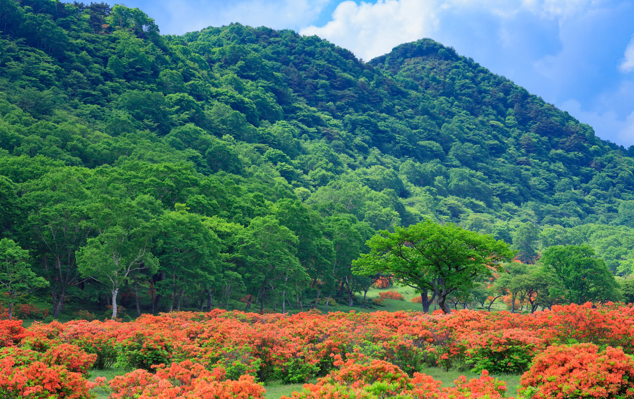 Mt. Akagi-yama Area