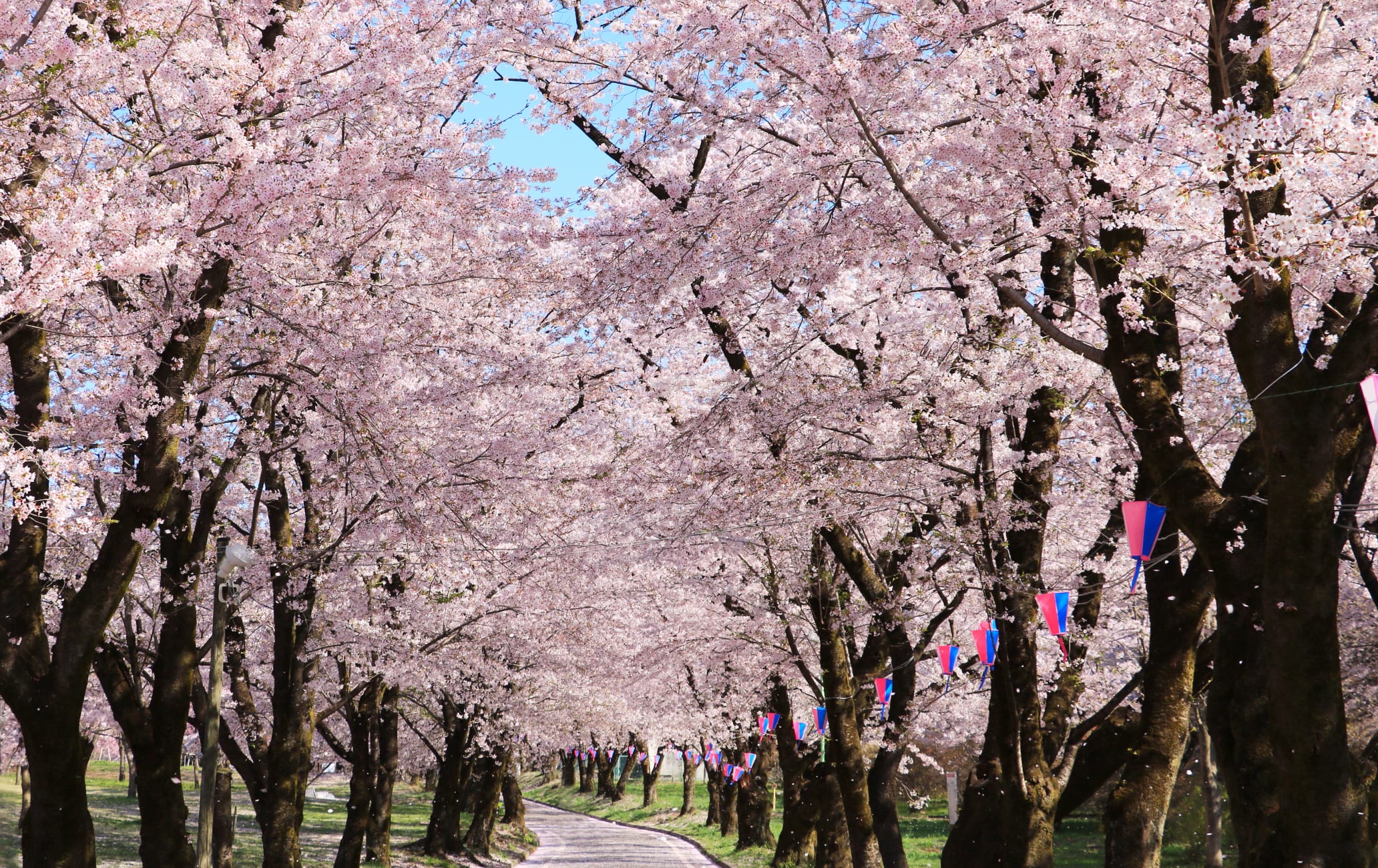 Akagi Cherry Blossom Festival