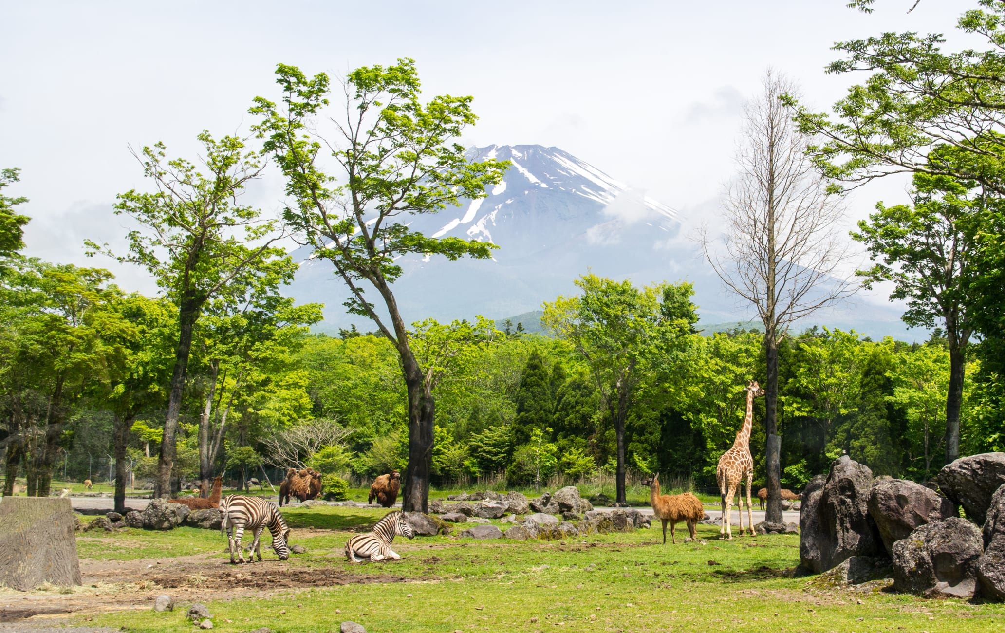 Fuji Safari Park