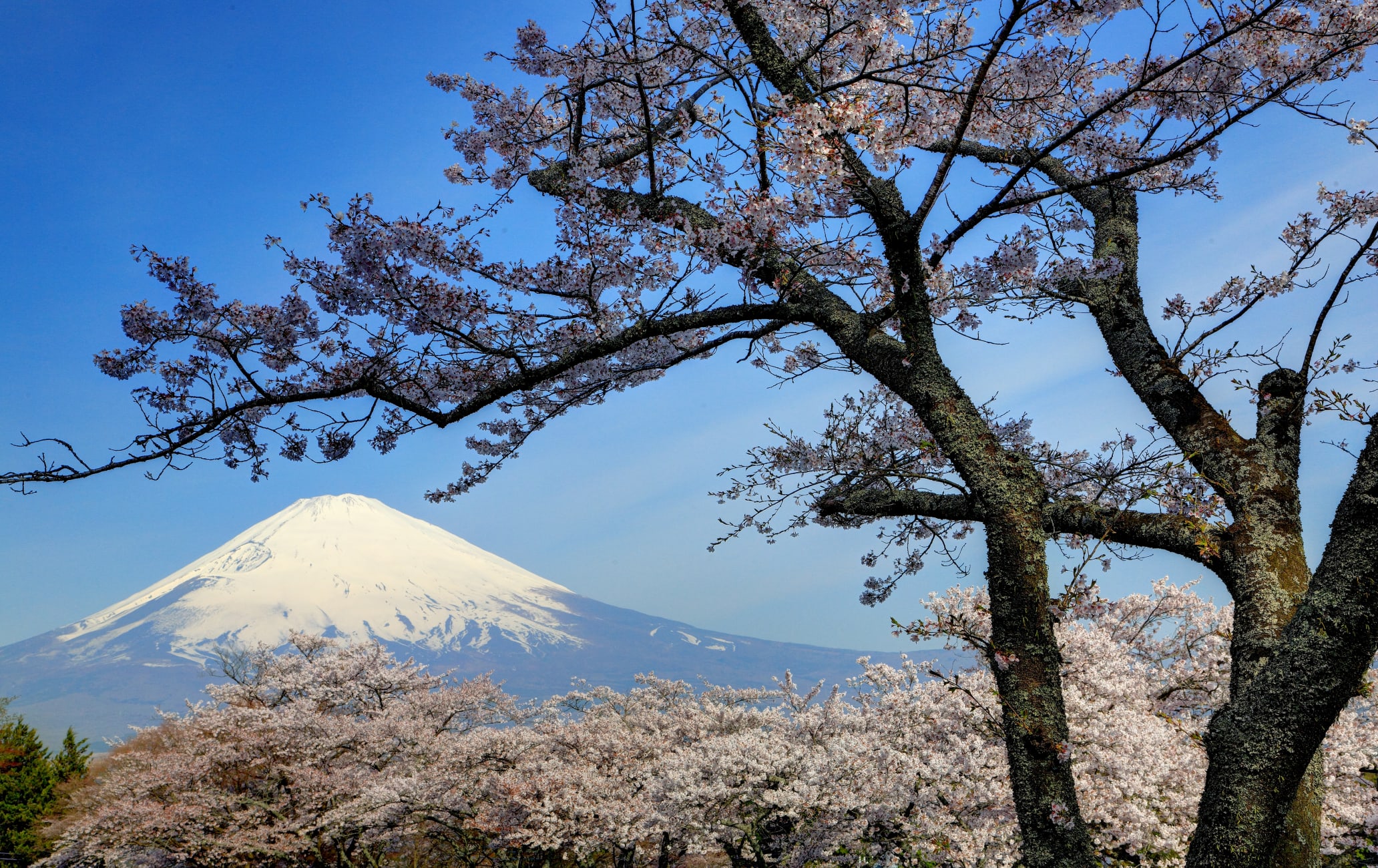 mt. fuji area