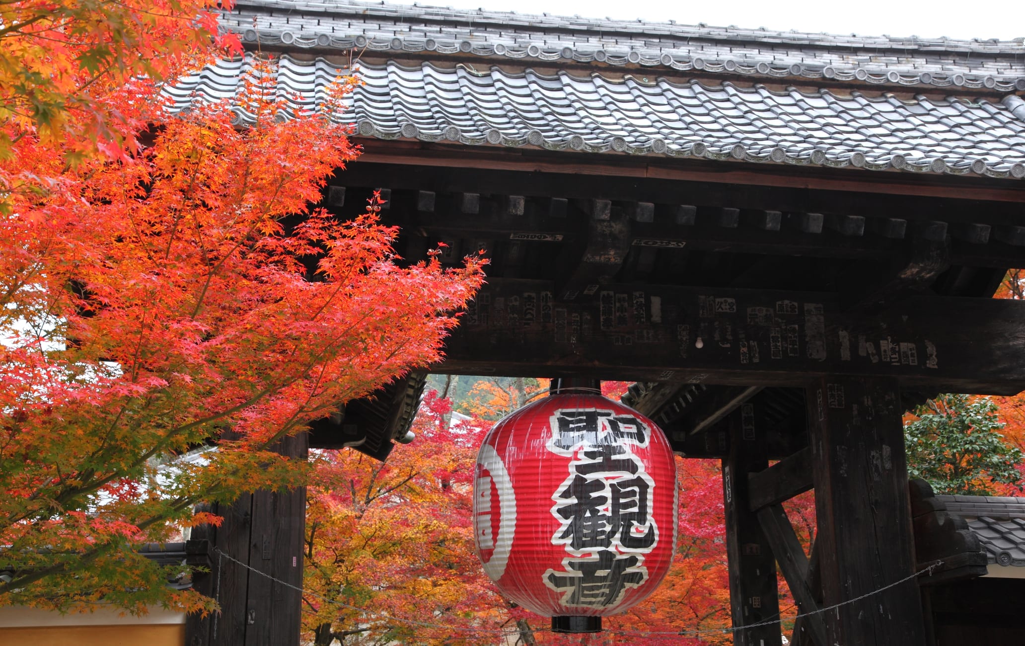 Fall Foliage of Kongorin-ji