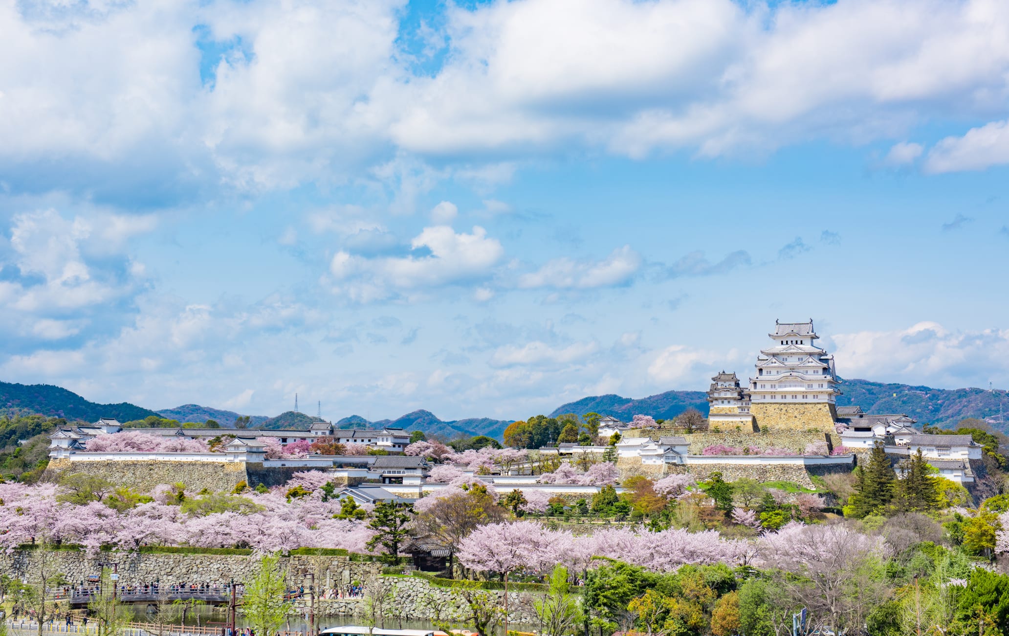 Himeji castle cherry blossom