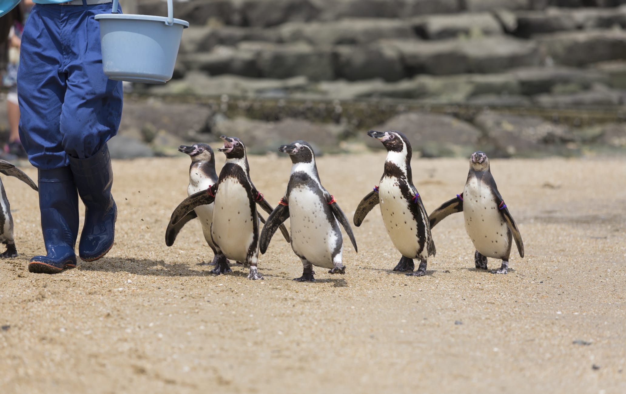 Nagasaki Penguin Aquarium