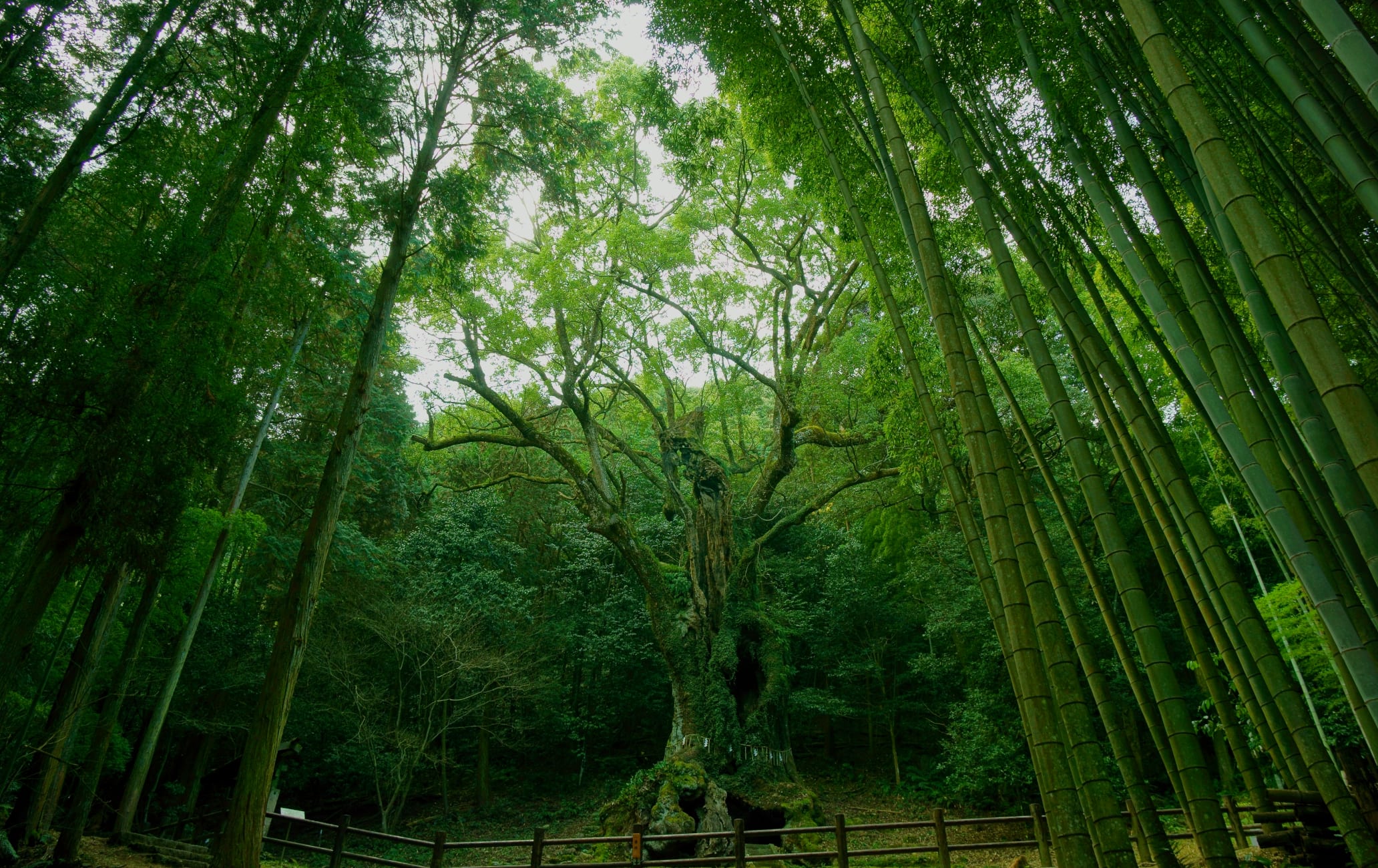 Giant camphor tree of Takeo