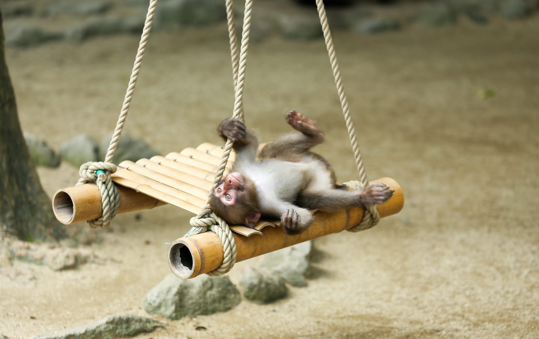 Mt. Takasaki Wild Monkey Park