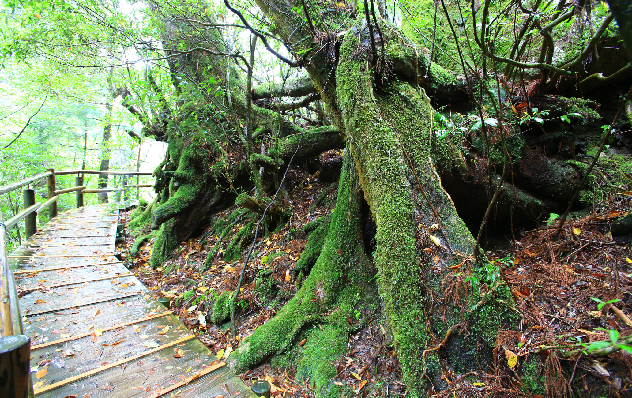 Yakusugi Cedar Land