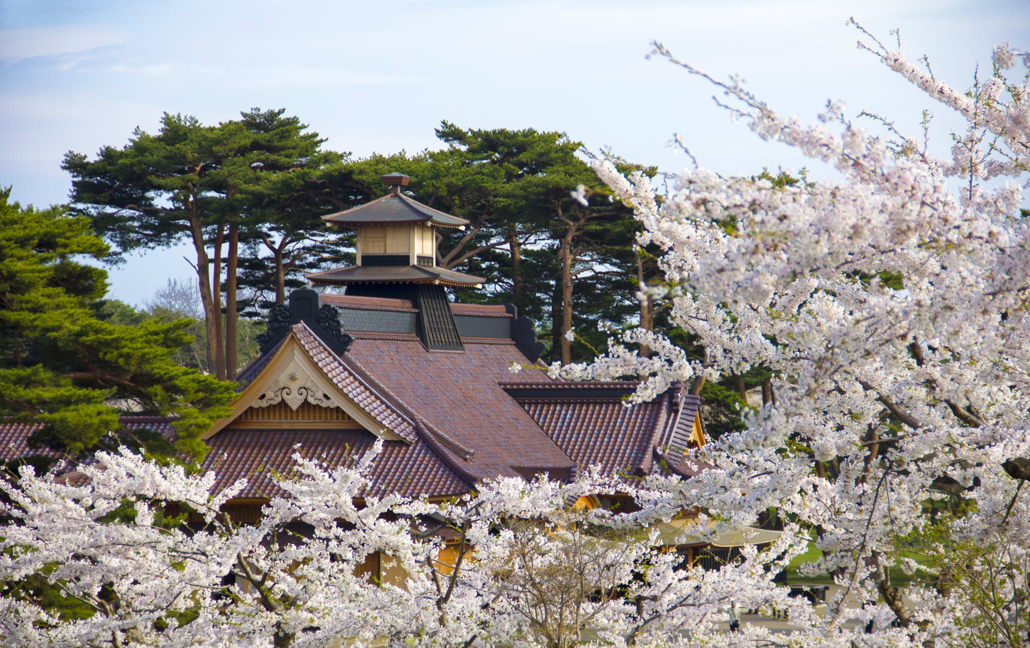 Goryokaku Park - Cherry blossom-SPR