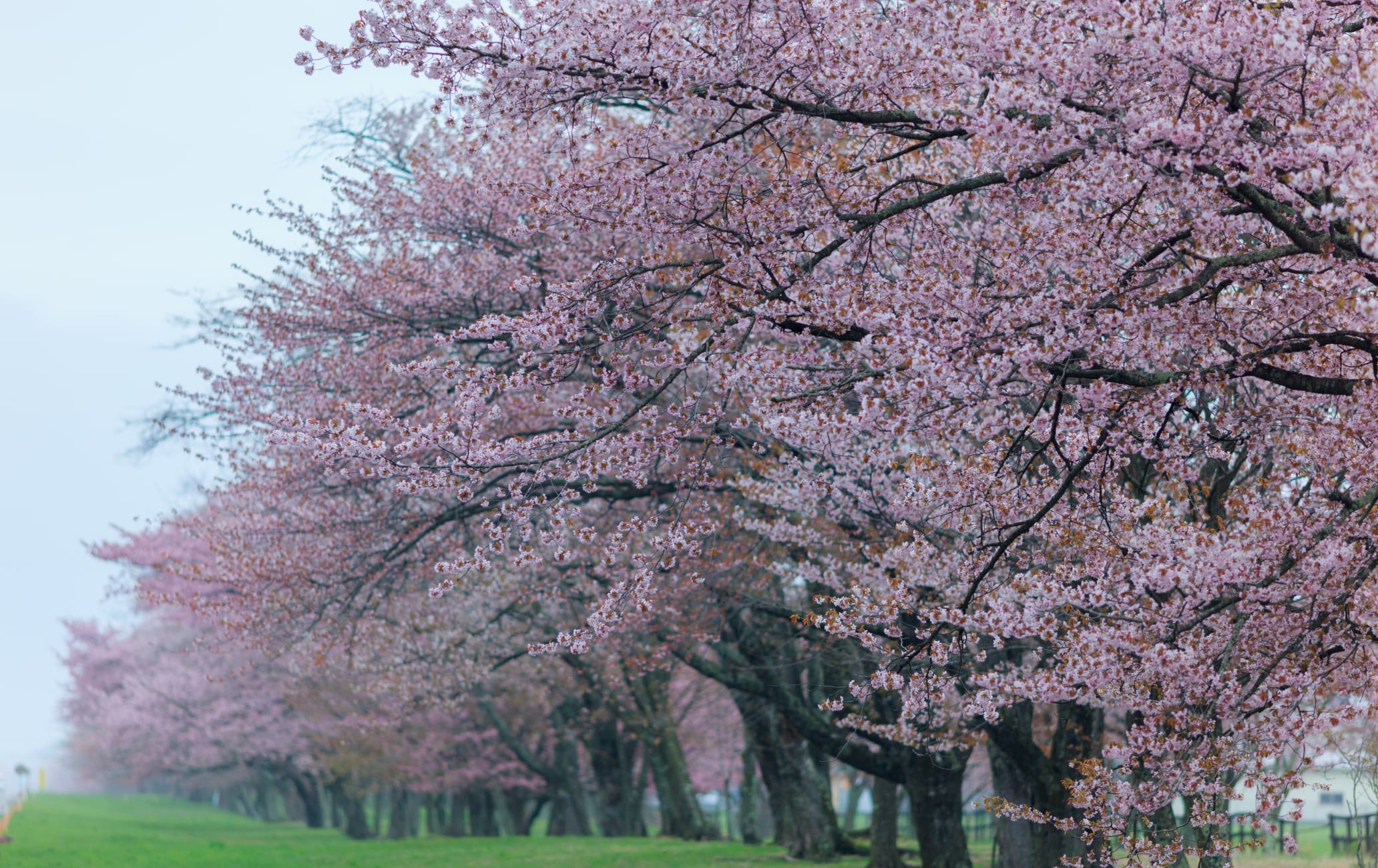 Cherry Trees lined on 20-Ken Road of Shizunai