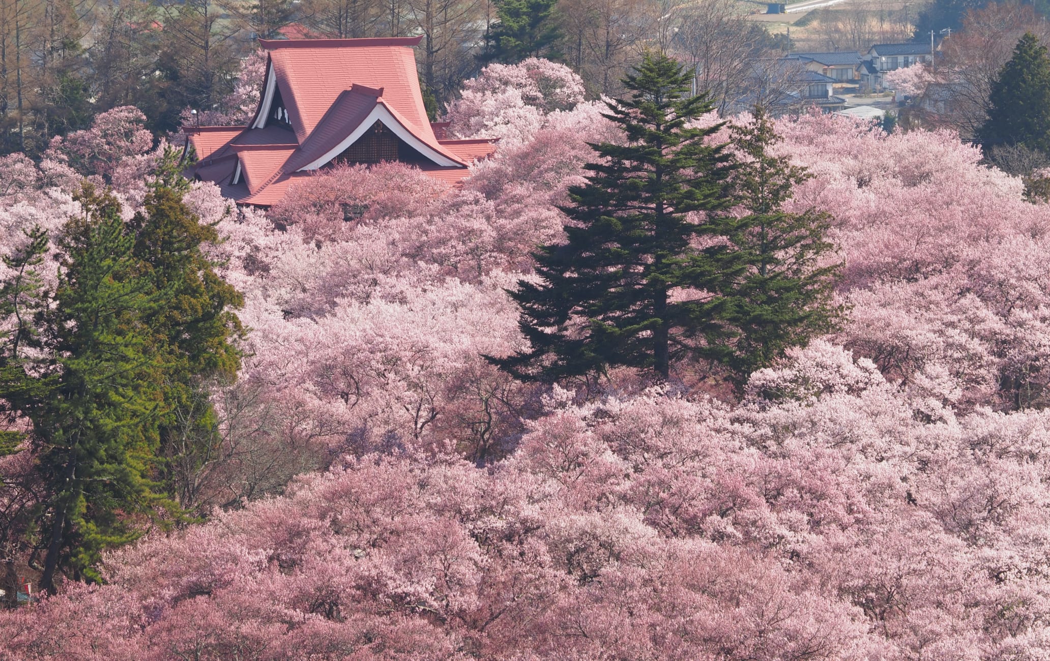 Takato Cherry Blossom Festival